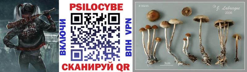 Купить  Жигулёвск  Галлюциногенные грибы Psilocybine cubensis 